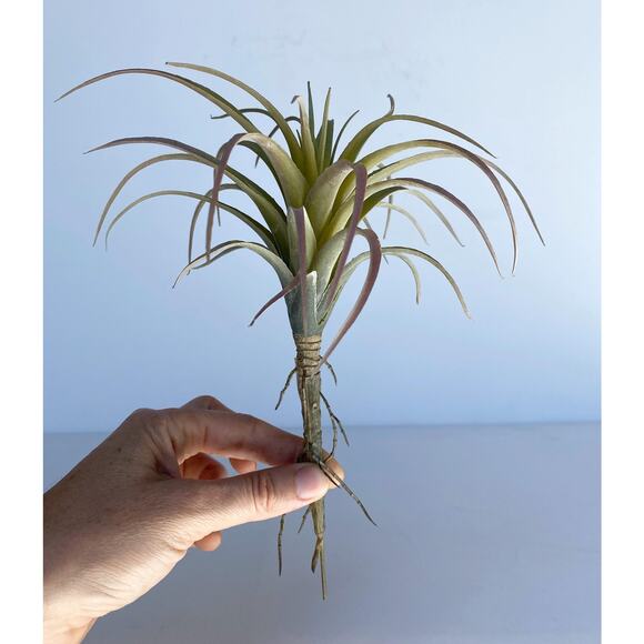 Artificial Air Plant - large Faux Air Plant Pick, Tillandsia Lonantha - Picture 5 of 6